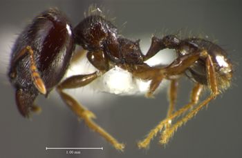 Media type: image;   Entomology 34415 Aspect: habitus lateral view